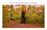 Cảnh rừng thu Budapest, Hungary