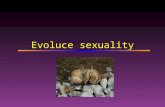 Evoluce sexuality