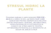 Stresul hidric  la  plante