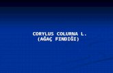 CORYLUS COLURNA L. (AĞAÇ FINDIĞI)