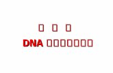 第 三 章  DNA 多态性分析基础