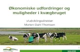 Økonomiske udfordringer og muligheder i kvægbruget