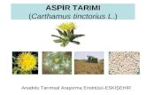 ASPİR TARIMI ( Carthamus tinctorius L .)