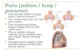 Paru (pulmo / lung / pneumo )