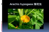 Arachis hypogaea 落花生