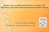 Mutasi Gen  emb B Isolat Klinis L16 dan L21  Multidrug Resistant Mycobacterium tuberculosis
