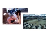 Broj stoke i stočna proizvodnja u RH BROJ STOKE I PERADI  jed. mjere stanje 1. prosinca