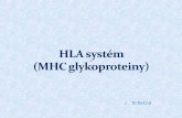 HLA systém  (MHC glykoproteiny)