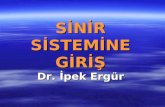 SİNİR SİSTEMİNE GİRİŞ Dr. İpek Ergür