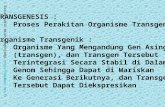 TRANSGENESIS :     Proses Perakitan Organisme Transgenik Organisme Transgenik :