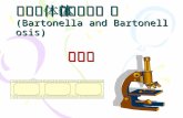 巴尔通体及巴尔通体病 (Bartonella and Bartonellosis)
