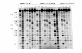 tRNA Ser(UCN) -WT         tRNA Ser(UCN) -G7497A     tRNA Ser(UCN) -T7512C