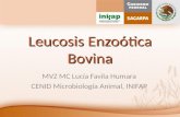 Leucosis  Enzoótica  Bovina