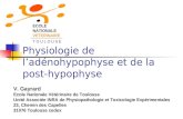 Physiologie de l’adénohypophyse et de la post-hypophyse