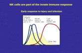 NK cells are part of the innate immune response