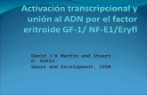 Activación  transcripcional  y unión al ADN por el factor  eritroide  GF-1/ NF-E1/ Eryfl