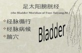 足太阳膀胱经 (the Bladder Meridian of Foot-Taiyang,BL)