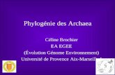 Phylogénie des Archaea