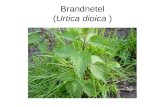 Brandnetel ( Urtica dioica  )