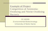 Example of Project Competition of Ammonia-Oxidizing and Nitrite-Oxidizing Bacteria