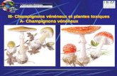 III- Champignons vénéneux et plantes toxiquesA- Champignons vénéneux