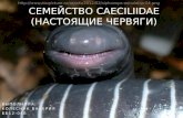 Семейство  Caeciliidae (Настоящие  червяги )