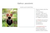 Ophrys  passionis