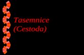 Tasemnice (Cestoda)