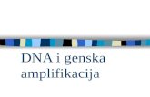 DNA i genska amplifikacija