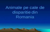 Animale pe cale de disparitie din Romania