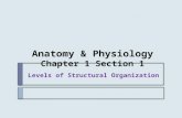 Anatomy & Physiology Chapter 1 Section 1