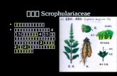 玄参科 Scrophulariaceae