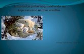 Adaptacije polarnog medveda na teperaturne uslove sredine