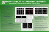 Characterization of ZnT8 Monoclonal Antibodies