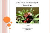 Hibiscus sabdariffa (Rosella)