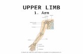 UPPER LIMB 1. Arm
