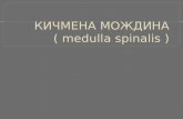 КИЧМЕНА МОЖДИНА ( medulla spinalis )