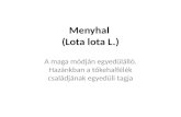Menyhal  ( Lota lota  L.)