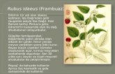 Rubus idaeus  (Frambuaz)