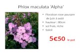 Phlox  maculata  ‘Alpha’