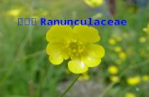 毛茛科 Ranunculaceae