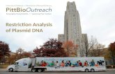 Restriction Analysis of Plasmid DNA