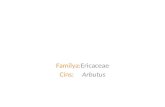 Familya: Ericaceae Cins:     Arbutus