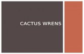 Cactus Wrens