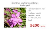 Dianthus grationopolitanus ‘ Eydangeri ’