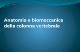 Anatomia e biomeccanica  della colonna vertebrale