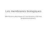 Les membranes biologiques Membrane plasmique et membranes  internes ( endomembranes )