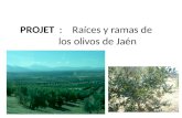 PROJET   :     Raíces  y ramas de          los  olivos  de Jaén