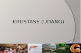 KRUSTASE (UDANG)