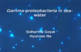 Gamma-proteobacteria  in seawater